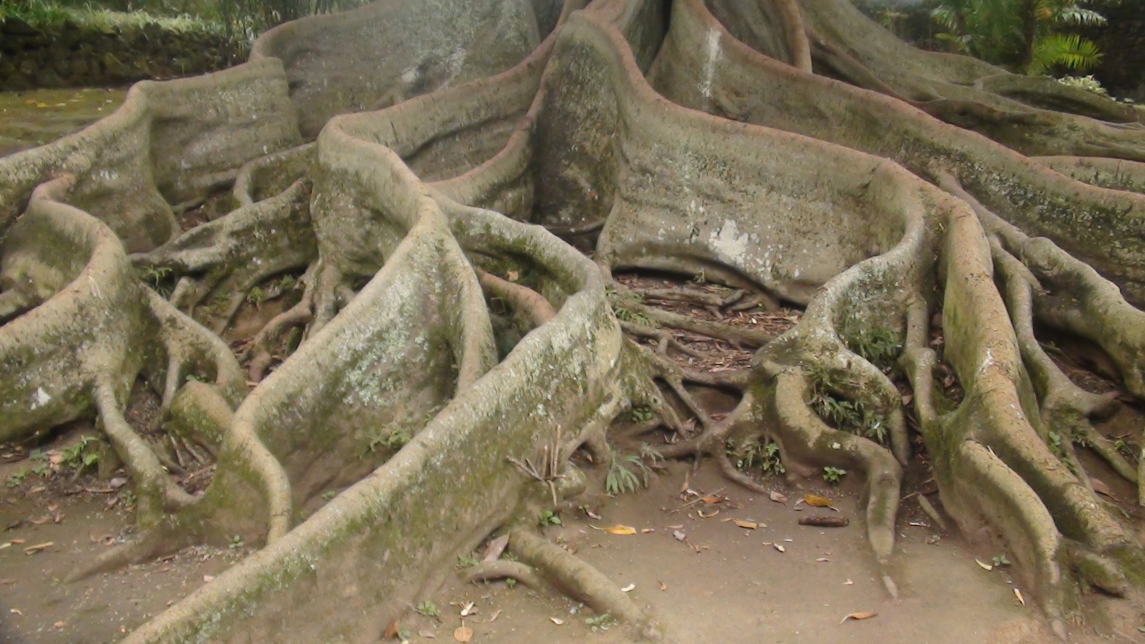 Moreton Bay Fig Tree rootes